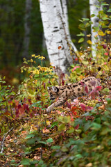 Cougar Kitten (Puma concolor) Paw Extended Walking Down Forest Embankment Autumn