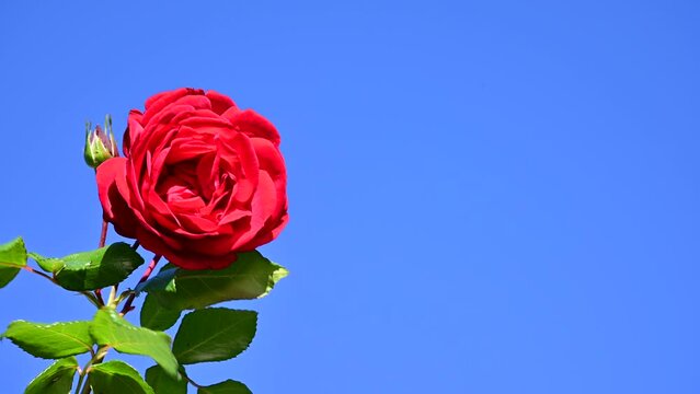 風に揺れる薔薇園のバラ（ウルメール・ムンスター）