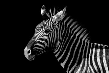 Grayscale closeup of a zebra against a black background.