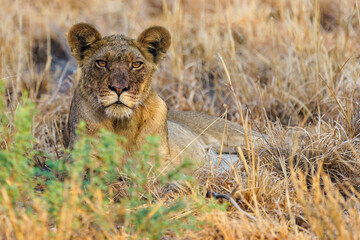 Majestic lion in the Central Kalahari Game Reserve in Botswana.