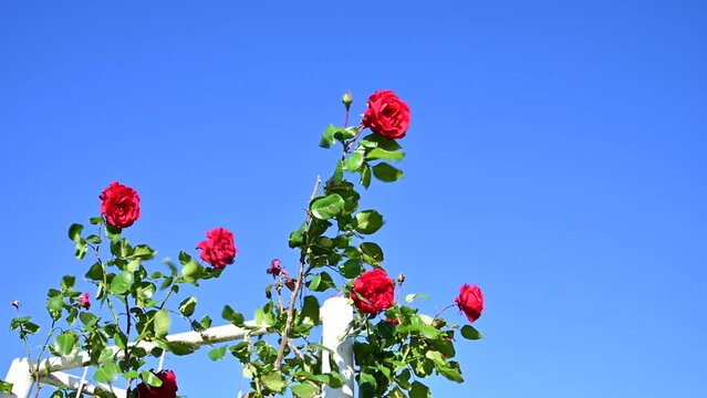 風に揺れる薔薇園のバラ（ウルメール・ムンスター）