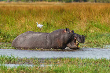 Hippopotamus in the Okavango Delta in Botswana.