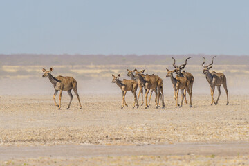 Fototapeta na wymiar Herd of Kudu's in a dust storm, Piper Pan, Central Kalahari Game Reserve, Botswana.