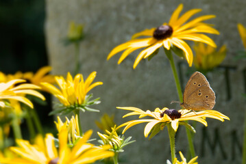 Ringlet (Aphantopus hyperantus) butterfly sitting on a yellow rudbeckia hirta flower in Zurich, Switzerland - obrazy, fototapety, plakaty