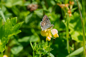 Grizzled Skipper (Pyrgus malvae) butterfly sitting on a yellow flower in Zurich, Switzerland