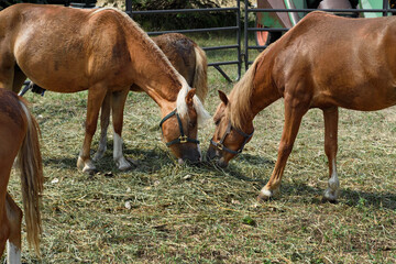 Horses in Corral Eating Straw Together