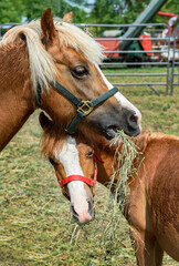 Colt Looks Out From Under Mares Neck Eating Straw