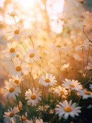  a bunch of daisies in a field with the sun shining through the trees and behind them is a field of daisies with yellow and white flowers in the foreground.