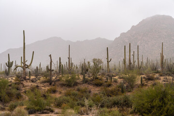 Saguaro cactus and mountains near the Red Hills area of Saguaro National Park on a rainy day