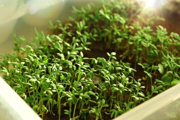 a micro-shade on the windowsill. Healthy eating. fresh arugula greens. A home garden