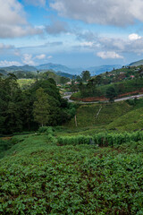 Landscape Views of Tea Fields in Nuwara Eliya