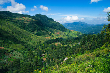 Landscape Views of Tea Fields in Nuwara Eliya