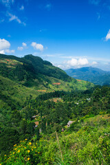 Landscape Views of Tea Fields in Nuwara Eliya