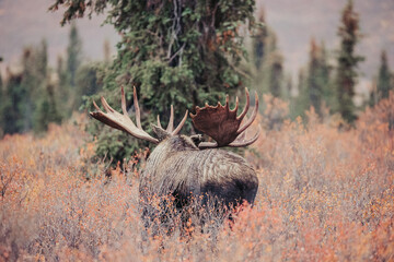 Moose in Denali National Park