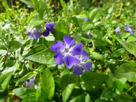 Close up view of periwinkle flower (Vinca major) with borrowed backgrownd and miniature effect