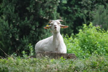 Chèvre blanche dans un parc