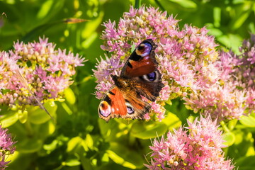 Butterfly Peacock eye on a flower. Butterfly peacock eye on pink flowers. A butterfly collects...