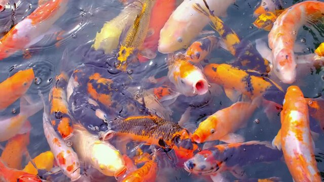 There are many colorful Japanese carp fish swimming in the water. Fish farm. The pond is teeming with a school of large fish.