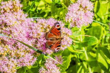 Butterfly Peacock eye on a flower. Butterfly peacock eye on pink flowers. A butterfly collects...