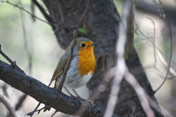 Obraz premium A close-up of a robin perched on a tree branch