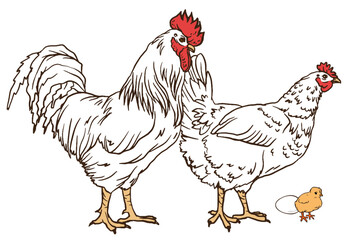 white chicken, cock, chick and egg. Decorative bird hen, rooster engrave doodle style. Farm animal logo. Vector illustration of a poultry for farming products package, book illustration, poster