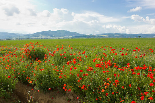 a landscape with a poppy field and mountains in the background. Blooming red field poppies