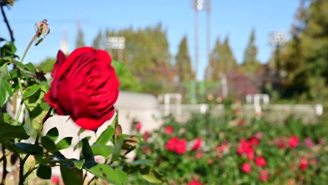 風に揺れる薔薇園のバラ（ウルメール・ムンスター）