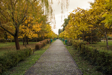 Fototapeta na wymiar Autumn park on a cloudy day. Yellow leaves on the trees and on the park path. Low gray clouds in the sky.The beginning of autumn in the park. Cloudy day.