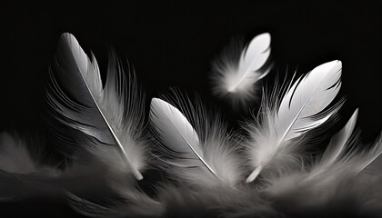 group of light soft fluffy a white feathers flolating in the dark black ground abstract feather...