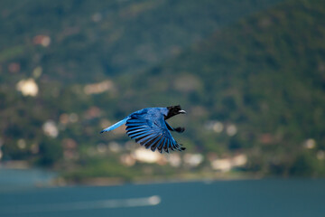 blue bird flying