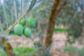 Olive branch with ripe olives and farmland in the background.