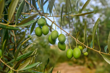 Olive branch with ripe olives and farmland in the background.