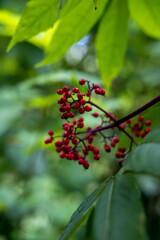 red berries on a bush