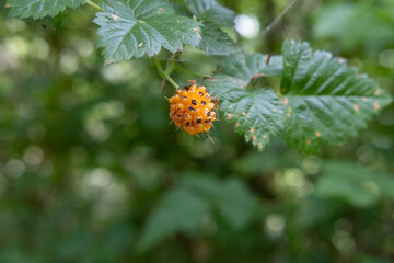 ladybug on flower