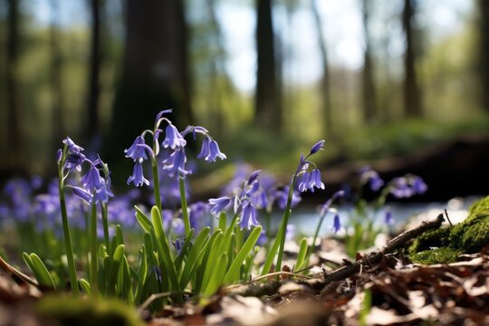  a group of purple flowers sitting in the middle of a forest filled with lots of green grass and brown leaves on top of a forest floor covered with fallen leaves.