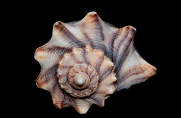 seashell isolated on black background