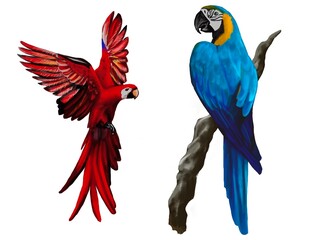 Set of macaw parrot. Red and green, gold and blue