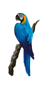 Blue and gold macaw parrot.
