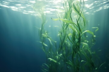  a group of seaweed in the water with sunlight shining on the bottom of the water and the bottom of the seaweed in the bottom of the water and bottom of the water.