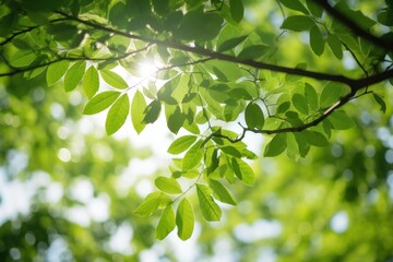  a green leafy tree branch with the sun shining through the leaves on a sunny day in a park on a sunny day in the country side of a city.