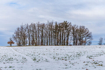 winter landscape - field and trees