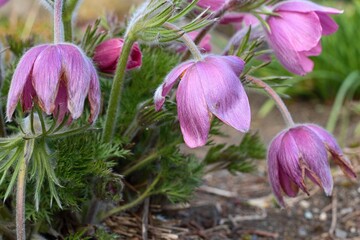 beautiful summer flower garden full of colorful flowers