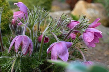 beautiful summer flower garden full of colorful flowers
