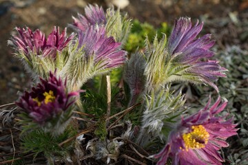 beautiful summer flower garden full of colorful flowers