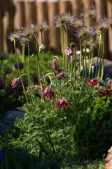 beautiful summer flower garden full of colorful flowers