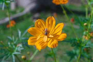 Fototapeta premium Close up of a bumblebee collects nectar from blooming orange cosmos flower on blurred natural green background with copy space.