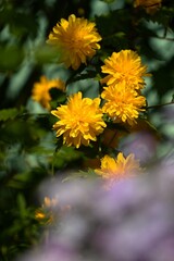 beautiful summer flower garden full of colorful flowers