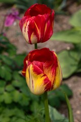 beautiful summer flower garden full of colorful flowers