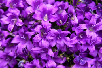 beautiful summer flower garden full of colorful flowers