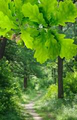 oak leaves with acorns against the backdrop of a forest landscape © cooperr